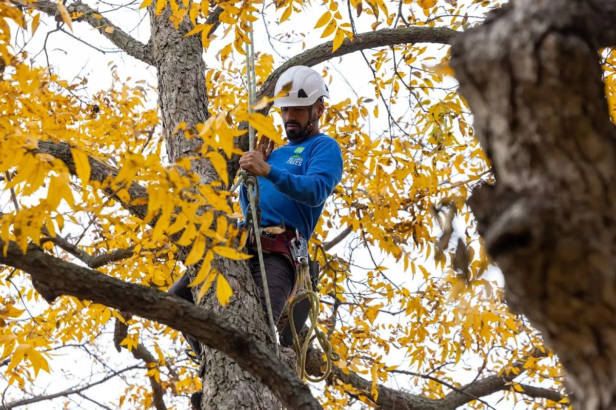 Skilled Storm Damage Cleanup crew working in Gibson