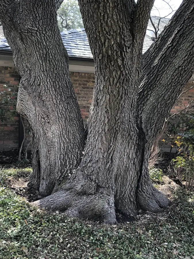 Mature heritage tree close to a Gibson property cared for by certified arborists